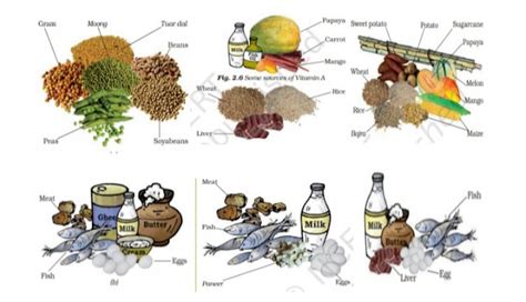 Components Of Food Class Science Ncert Solutions Edunation