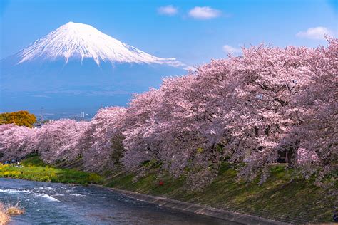 The Japanese Hanami Tradition Kcp Japanese Language School