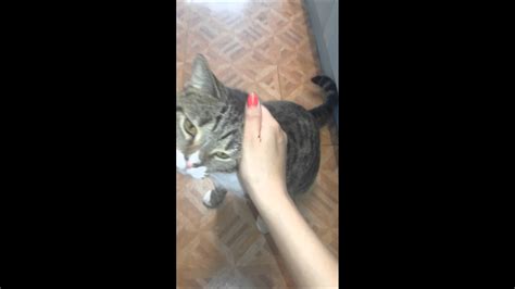 Кот дает лапу - YouTube