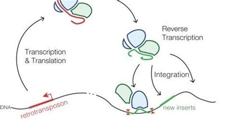 Rna Protects Naked Genomes From Retrotransposons The Scientist