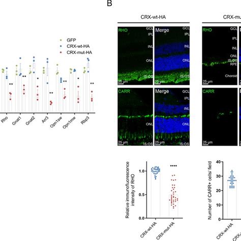 Expression Of CRX Target Genes In The Retinas Transfected By AAV