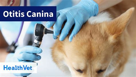 El ABC de la Otitis Canina Reconociendo los Signos y Síntomas