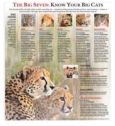 Cheetah Reintroduction In India