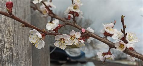 Apricot Blossoms Flowers - Free photo on Pixabay - Pixabay