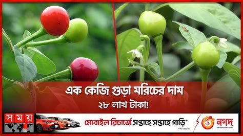 বিশ্বের সবচেয়ে দামি পেরুর মরিচ এখন বাংলাদেশে Chilli Price Perus