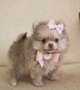 Teacup Pomeranian Full Grown | Teacup Pomeranian