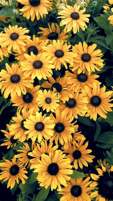 Yellow Sunflower Aesthetic Wallpapers Top Free Yellow Sunflower Aesthetic Backgrounds