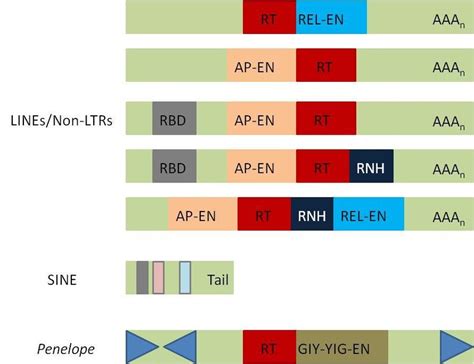 2. Eukaryotic retrotransposons. Sequences are not to scale. Boxes ...