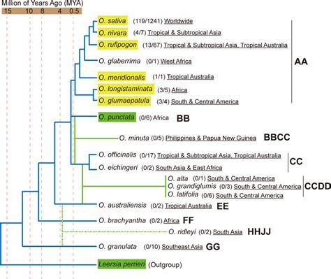 Xa Alleles Survey In The Oryza Genus The Phylogenetic Tree Of The