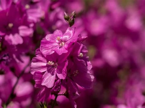 21 Flowers That Look Like Hibiscus Perennial And Annual Harvest Indoor