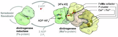 Components Of The Nitrogenase System And Their Interaction A