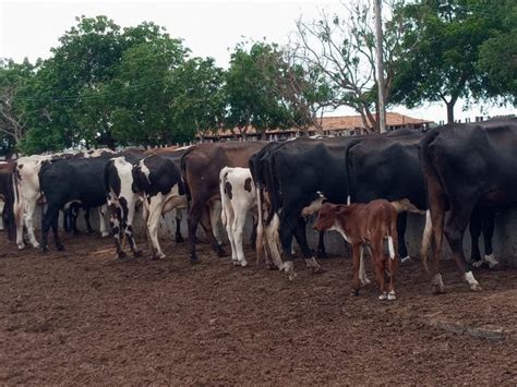 Vacas Novilhas Bezerras em Quixadá Ce Animais para agropecuária