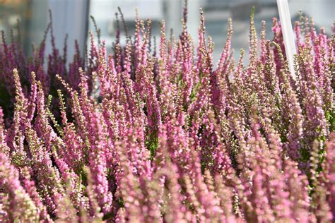 Besenheide Red Star Dein Garten ökologisch And Pflegeleicht