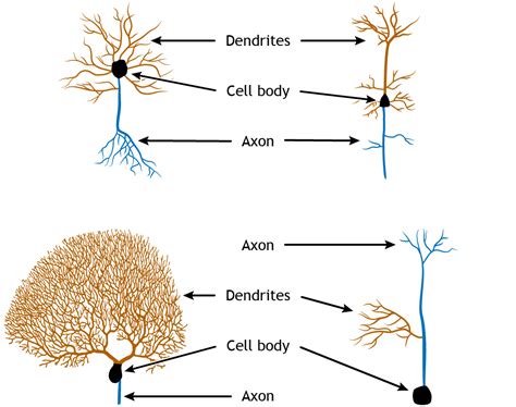 Neuron Types And Functions