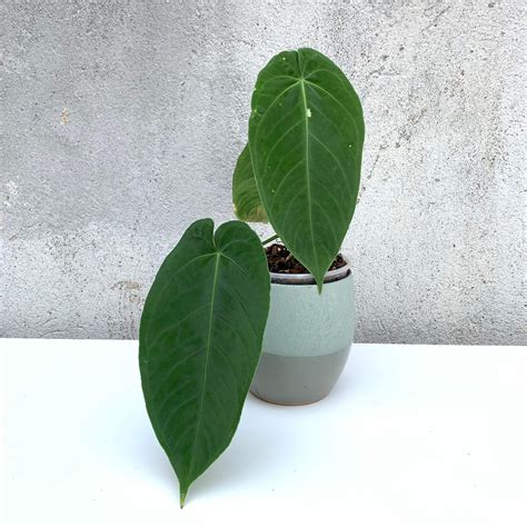 Anthurium Waterburyanum Anthurium Plants We Love Aroids