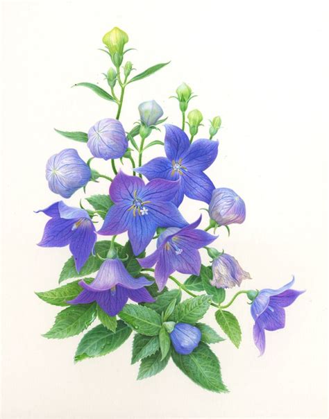 Botanicals By Karen Kluglein Flower Art Flower Drawing Botanical