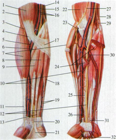 图83 前臂前面的肌肉、血管和神经一 基础医学 医学