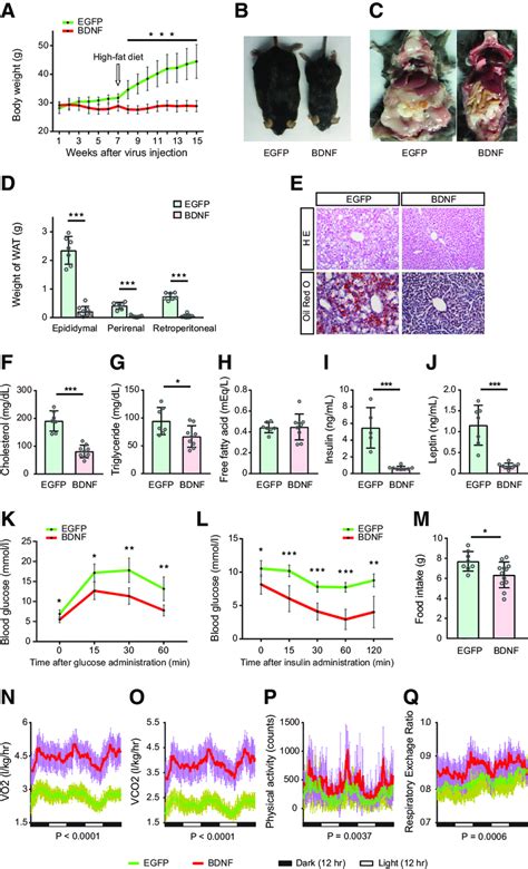 Drn Gene Transfer Of Bdnf Prevents Hfd Induced Obesity A Body Weight