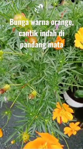 Bunga Warna Orange Cantik Tapi Nggak Tahu Namanya YouTube