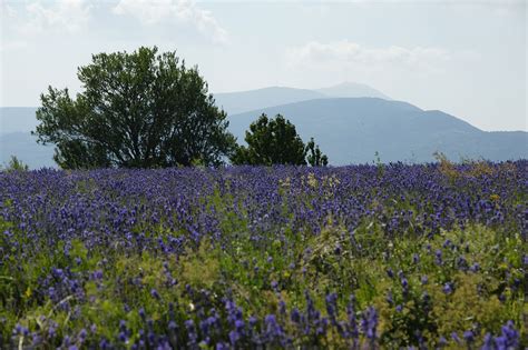 Eine Wundersch Ne Radreise Zur Lavendelbl Te In Der Provence