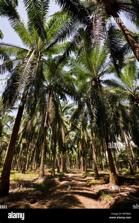 Rows Of African Palm Trees Elaeis Guineensis At A Palm Oil Plantation