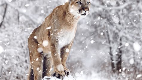 Mountain Lion Population Monitoring Planned For Gallatin Range