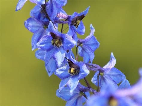 Larkspur Purple Flower Meaning | Best Flower Site