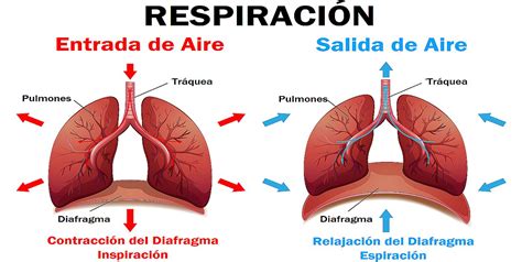 Aparato Respiratorio Incentivadores Pulsioxímetros y Oxigenoterapia