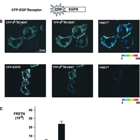 Fret Analysis Of B At Rbat Tagged With Gfp Variants A Scheme Of