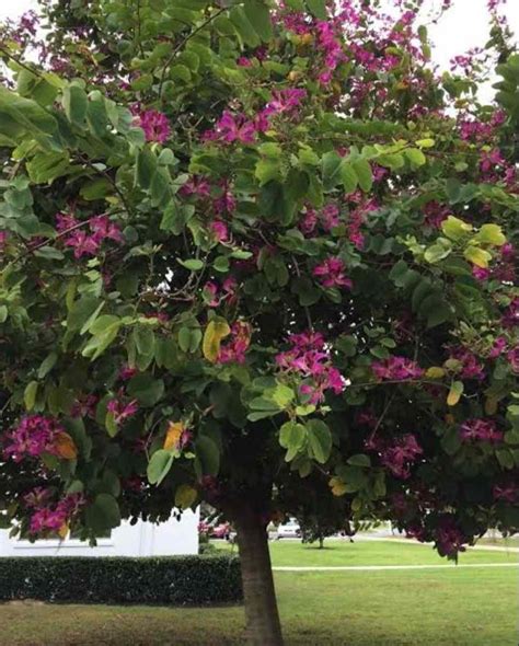 Bauhinia purpurea - Purple Orchid Tree - The Seed Vine