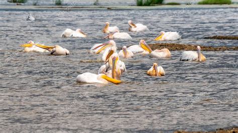 Pelícano blanco Pelecanus onocrotalus en el lago Kerkini Grecia