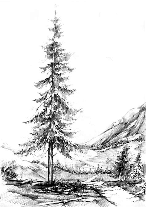 Pine Tree Drawing At PaintingValley Explore Collection Of Pine