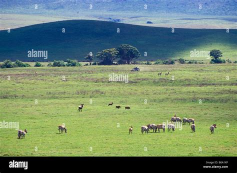 Safari in Ngorongoro crater, Tanzania Stock Photo - Alamy