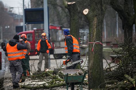 Wycinka drzew w Bydgoszczy Sześć kasztanowców poszło pod topór