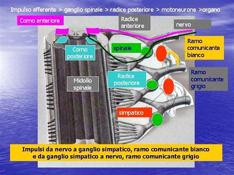 Sistema Nervoso Periferico Struttura Nervi Spinali Plessi Nervi