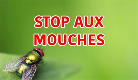 Chasser les mouches Astuces simples pour un été tranquille