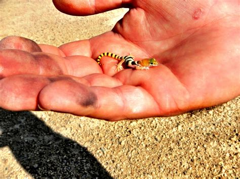 Wild baby leopard gecko found in the mojave desert. www.adventureinpiration.com Cute Reptiles ...