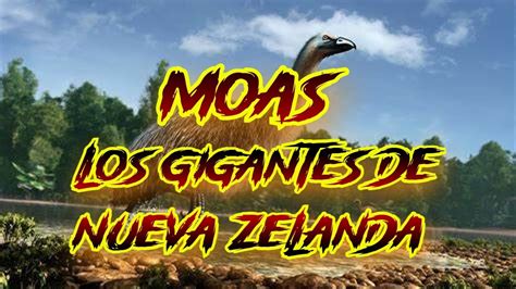 EL AVE MOA EL GIGANTE DE NUEVA ZELANDA YouTube