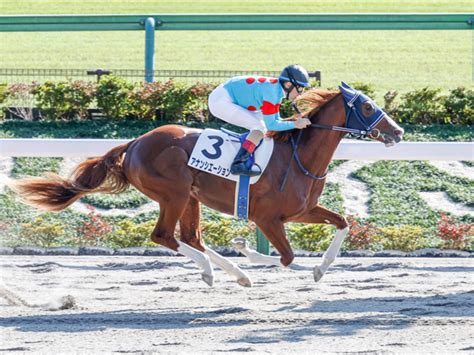 【東京6r新馬戦結果】外国産馬アナンシエーションが快勝 競馬ニュース Netkeiba