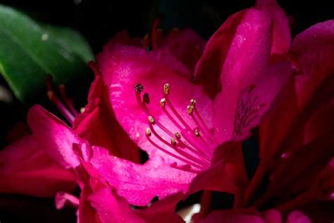 Pilzbefall Vorbeugen Zikaden Von Rhododendron Entfernen Verbraucherseite Der Rhein Neckar