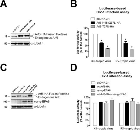 Effect Of Different Arf Constructs And The Efa Factor On Hiv Entry