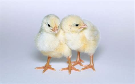 California White Chickens Breed Profile And Facts Learnpoultry