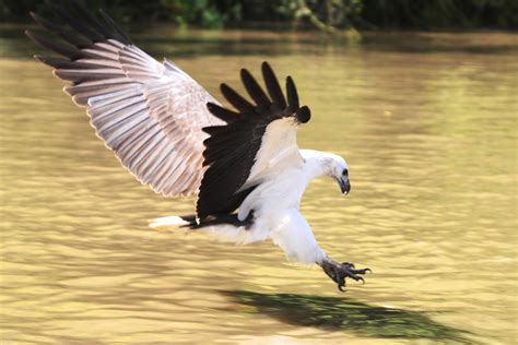 White Bellied Sea Eagle Haliaeetus Leucogaster