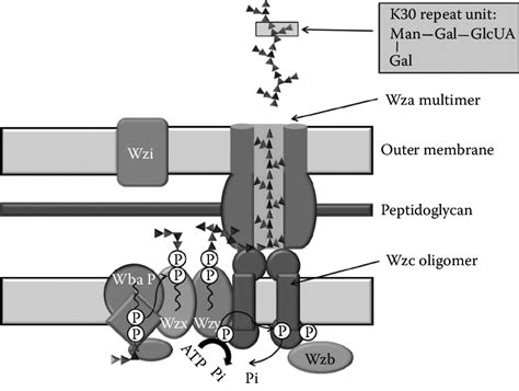 2 Overview Of Different Proteins Required For Capsular Polysaccharide