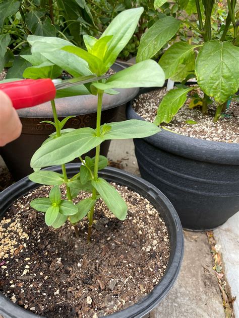 How To Easily Grow Stunning Potted Zinnias From Seed