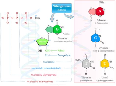 Nucleotide - DNA and RNA - Structure, Synthesis