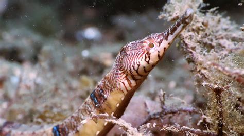 Pipefish & Seahorses - SydneyDives