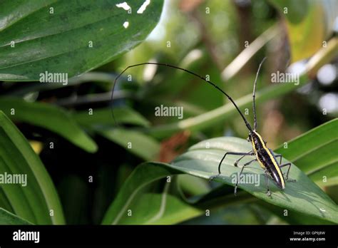 Bycid Or Longhorned Borer Beetle Taeniotes Scalatus Sitting On A Leaf