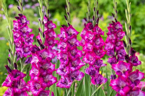 Gladiolus Glamini Kim Mini Gladiolus Mieczyk Zestaw Sztuk