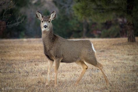 Castle Rock Colorado Mule Deer Doe Grazing Scenic Colorado Pictures